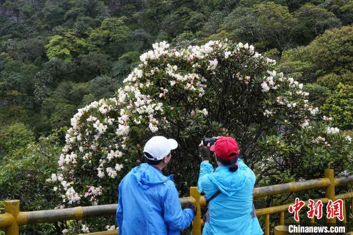 游客在圣堂山欣赏杜鹃花。　高如今 摄