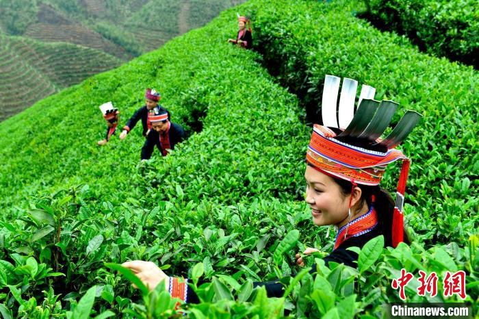 瑶族姑娘在茶山上采茶。　六段瑶寨供图
