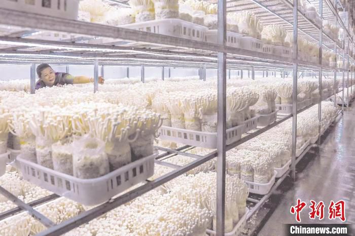 工作人员查看食用菌生长状况。　谢冰媛 供图