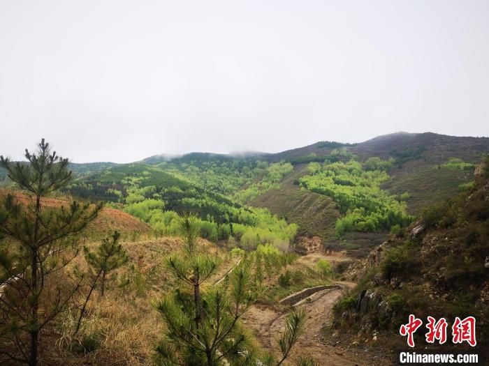 矸石山生态日渐丰富。　范丽芳 摄