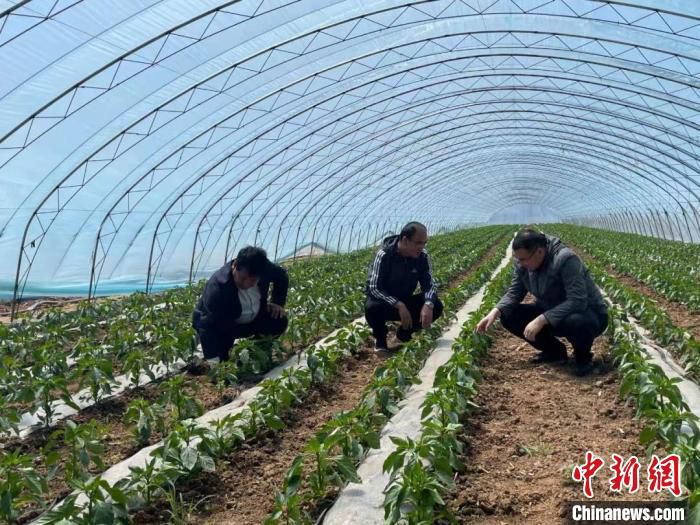 近年来，邢家庄村将村内闲置土地和荒地荒坡进行开发，种植中药材红花等。　长子县融媒体中心供图