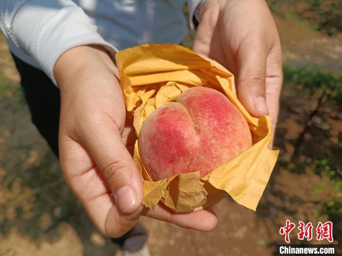 从外观来看，早桃“个头”不大。　孙权 摄