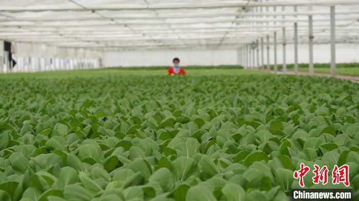 图为在兰州新区拍摄的水培菜。(资料图) 魏建军 摄