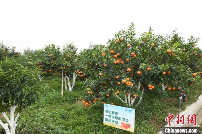 图为挂满沃柑的果树 林浩 摄
