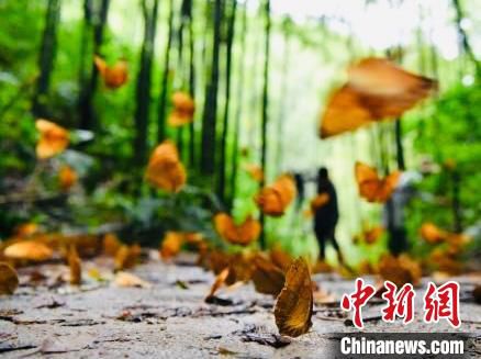图为金平县的中国·红河蝴蝶谷内箭环蝶幼虫在短时间大量集中羽化成蝶。　刘冉阳 摄