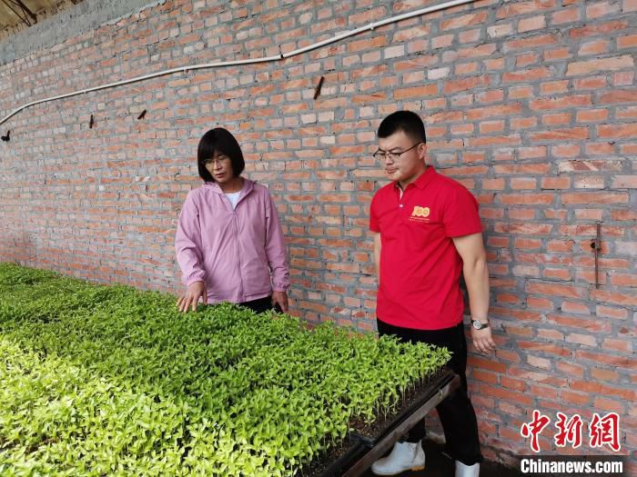 图为左明湖(左)指导农技人员进行红干椒苗期管理。　吕志敏 摄