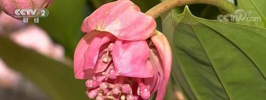 节前看消费 | 广州：春节临近 年桔、绿植再度成为节前热销品
