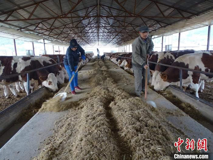 图为东兴肉牛养殖专业合作社的饲养员在饲喂肉牛(资料图) 王东岭 摄