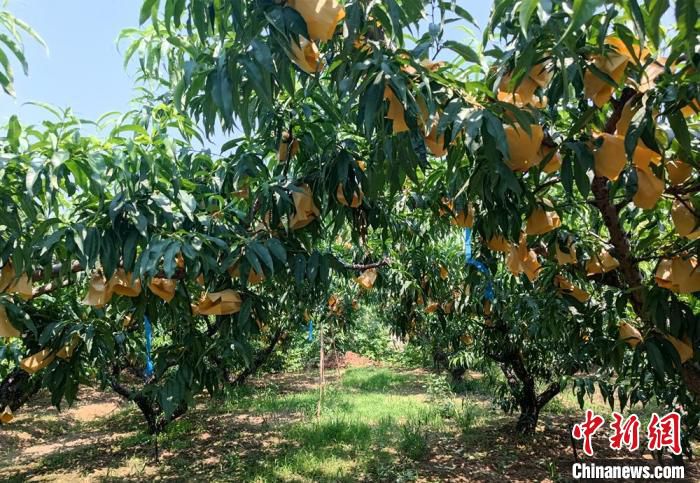 “福田人家”今年水蜜桃的套袋数量是20万只。　孙权 摄