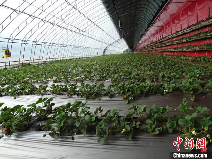 广发永村草莓暖棚 赵立国 摄