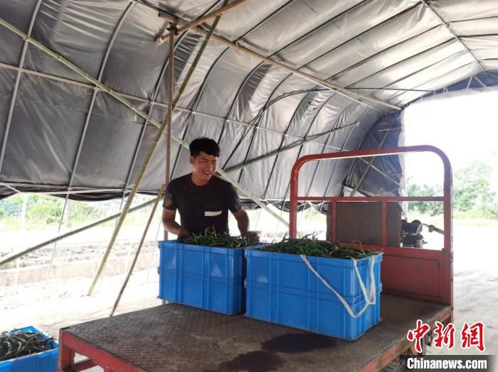 乡贤将丰收的蔬菜运往市场 潘凯毅 供图