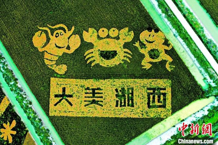 秋日的稻田画。　张建设 摄