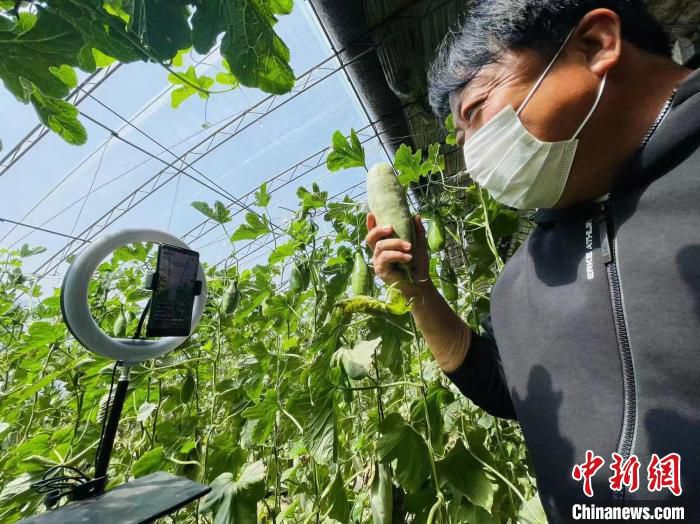 图为宋王务村党支部书记正在通过直播帮助农户销售甜瓜。　郑晨子 摄