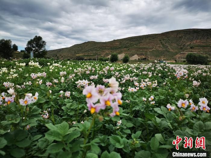 2020年7月28日拍摄于定西市境内马铃薯成片种植基地，当地流传“洋芋开花赛牡丹”。(资料图) 殷春永 摄