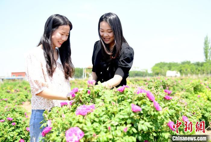 游客在玫瑰种植基地观光游玩。　苗凤强 摄