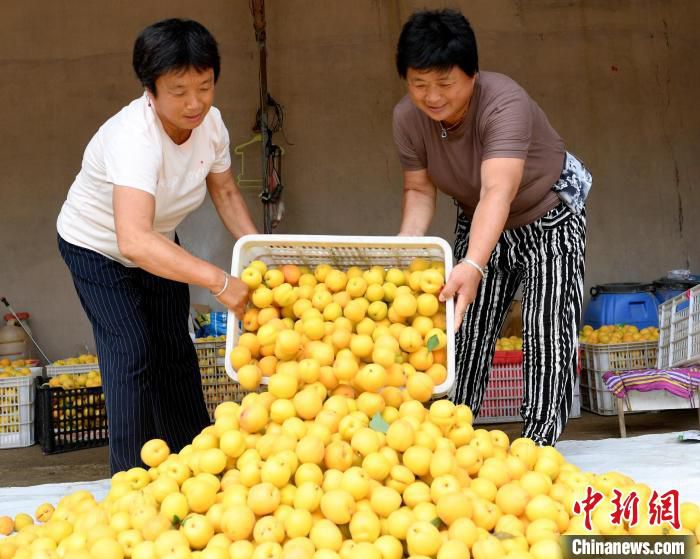 果农在搬运刚采摘的杏梅。　苗凤强 摄