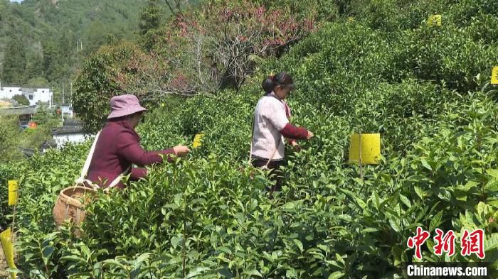 茶农们正在采摘黄山毛峰鲜叶。　刘鸿鹤 摄