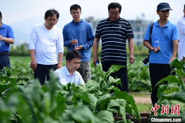 图为农科专家在观察烤烟种植情况。　吴迪 摄