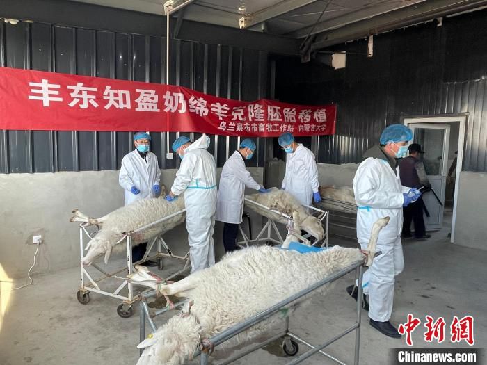 图为李光鹏团队正在将克隆好的胚胎植入母羊体中。　受访者供图