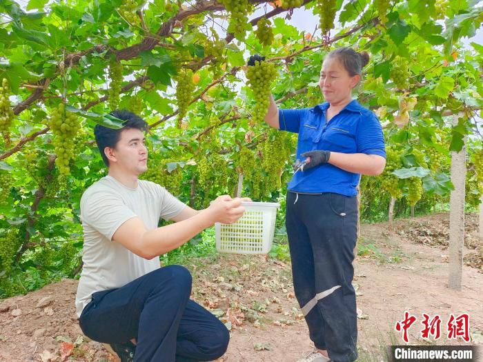 果农们忙采摘葡萄。　阿不来提·阿不里米提 摄