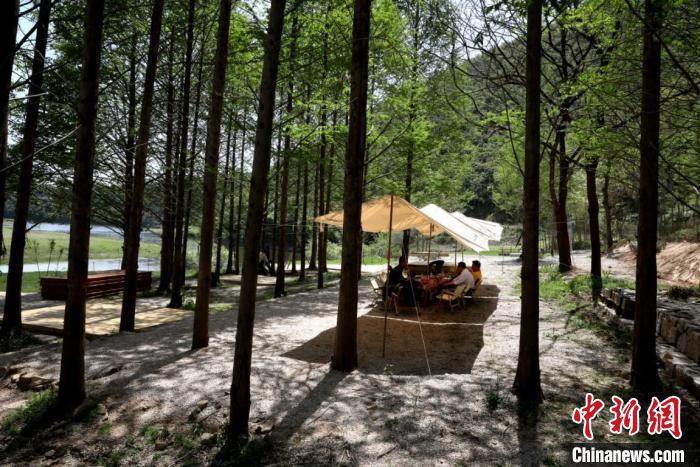 夏阳村小杭坑一个水杉林改建的营地 吴建勋 摄