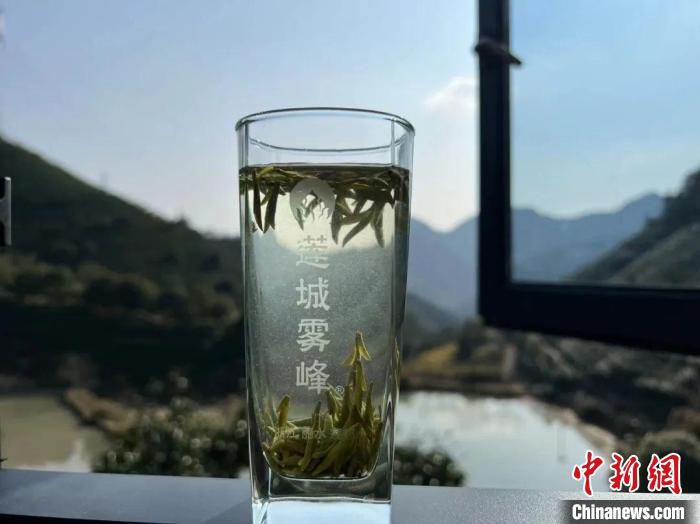 “莲城雾峰”茶 莲都区农业农村局供图