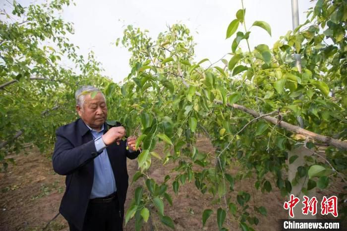 侯志强在果园里。　张云 摄