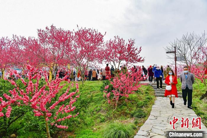 游客到架锅山村“赶花潮”。　景卫东 摄
