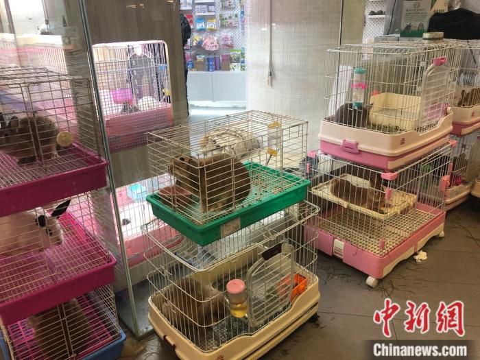 北京市一家宠物兔店寄养的兔子们。 中新网 左宇坤 摄