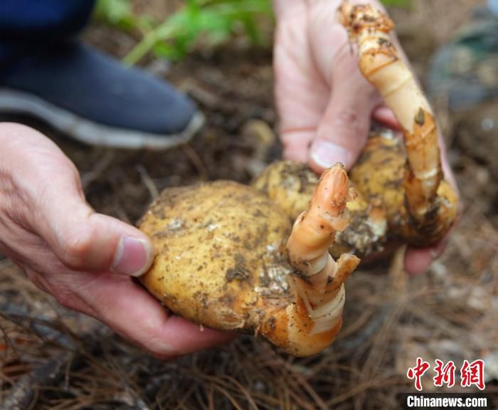 图为工作人员展示藏天麻种植基地抚育的天麻。　冉文娟 摄