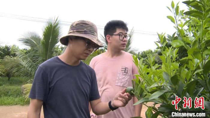 图为黄尧(左)和宋丰(右)在果区查看澄迈福橙长势 陈英清 摄