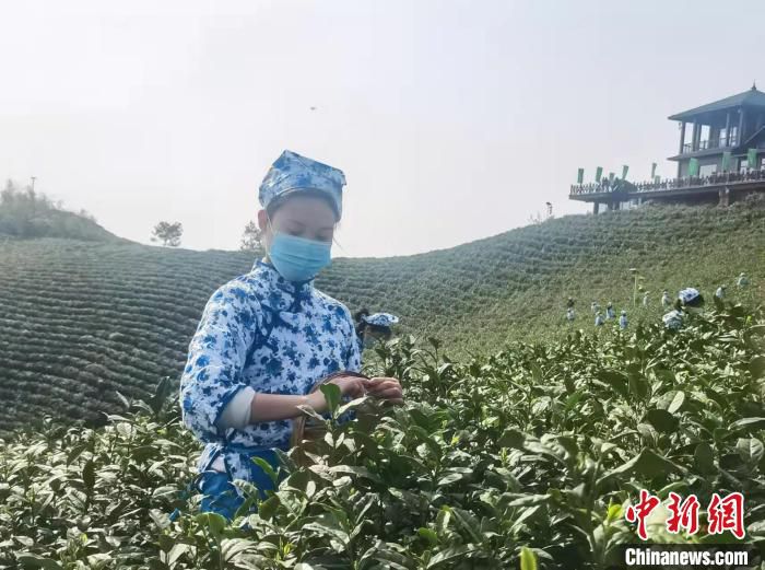 图为身着传统服装的采茶工在山间采茶。　信阳市委宣传部供图