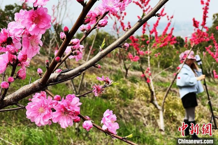 游客在枝江安福寺桃缘景区赏花 董晓斌 摄