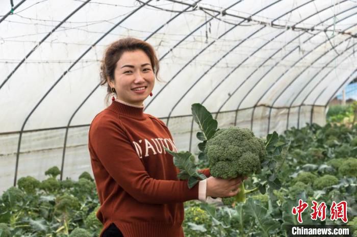 庞智群在“幸福怡家”农场采摘蔬菜。　万家利 摄