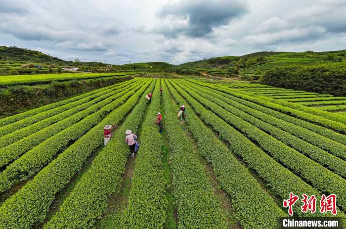 茶农在茶园里采摘明前茶。　林双伟 摄