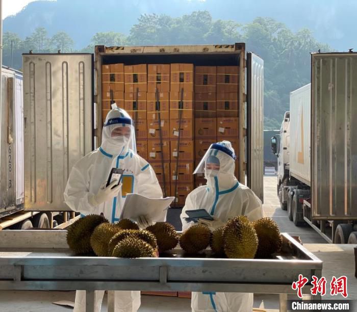疫情下，友谊关海关关员正在对进口榴莲进行查验。　邓光平 摄