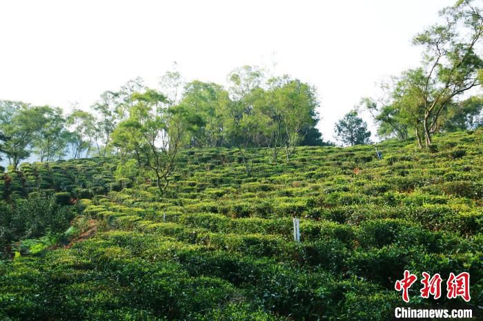 广东英德红茶产区 彭勇 摄
