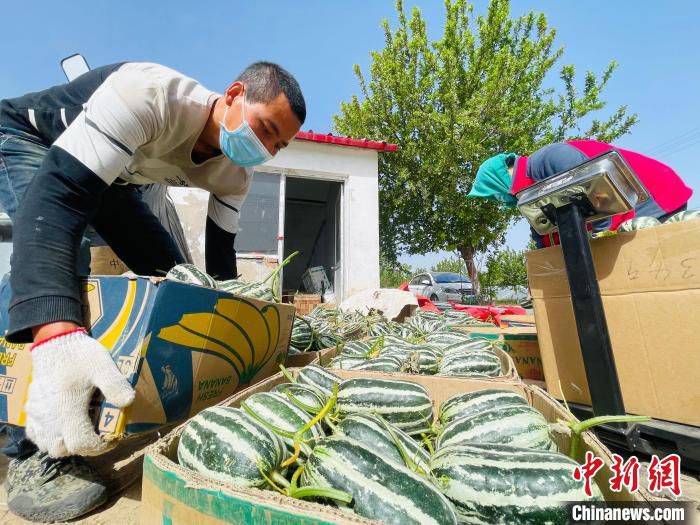 图为宋王务村农户正将采摘的甜瓜称重、装箱。　郑晨子 摄