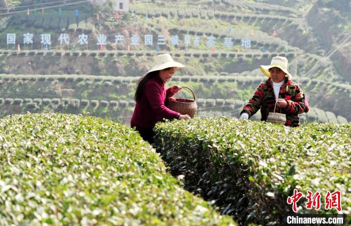 三峡库区茶农“抢鲜”采摘峡江第一篓春茶。　张国荣 摄