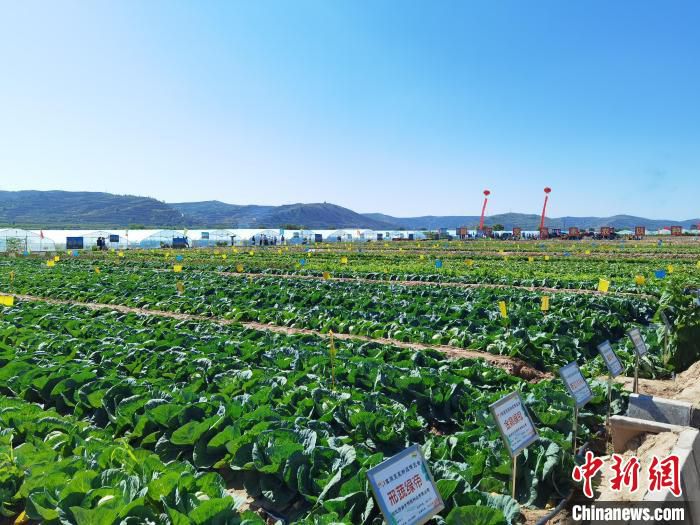 2021年7月，榆中县高原夏菜长势良好。(资料图) 杨娜 　摄