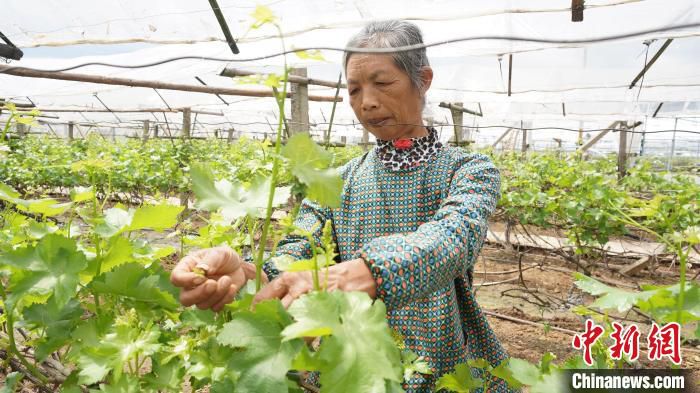 图为毛竹山村一村民在葡萄园劳作。　欧惠兰 摄