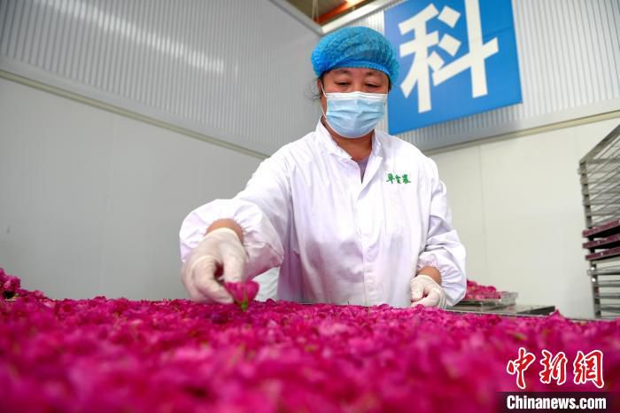 玫瑰种植基地的工作人员在分拣玫瑰花瓣。　苗凤强 摄