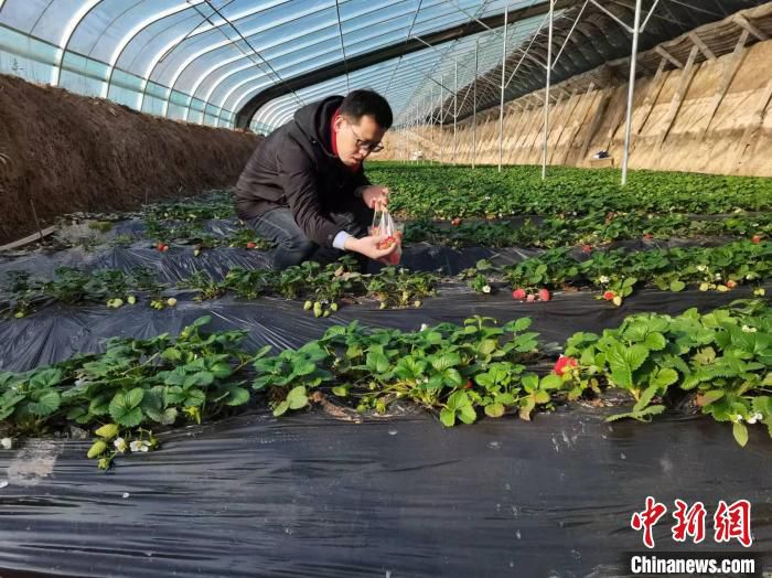 隆冬时节，山西省长治市潞城区辛安泉镇西流北村的草莓进入采摘期。　潞城区融媒体中心供图