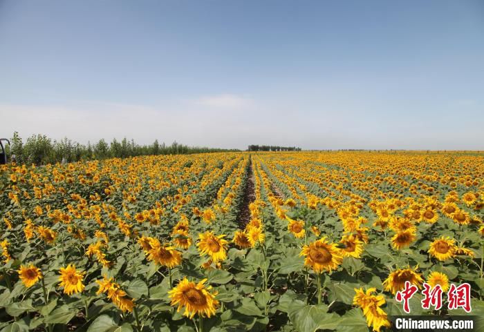 图为五原县的葵花籽产业。　李二珍 摄