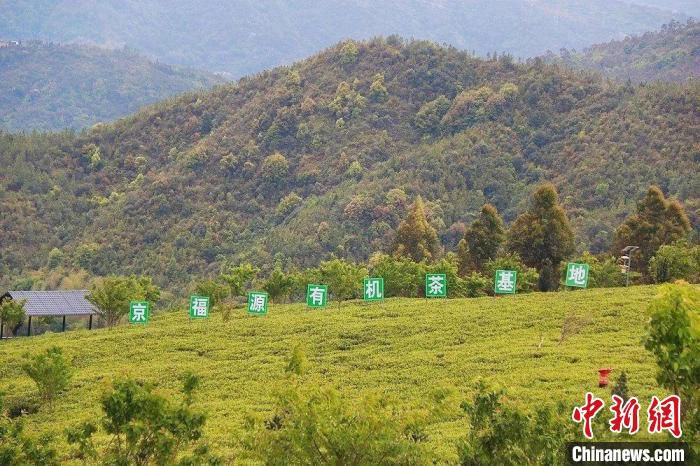 松洋村生态有机白茶基地。　福鼎市融媒体中心 供图