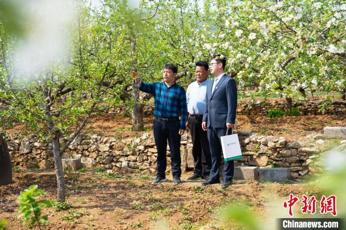 农行山东沂源县支行客户经理在西里镇云峰家庭农场调研“沂源红”苹果长势情况。　陈鹏 摄