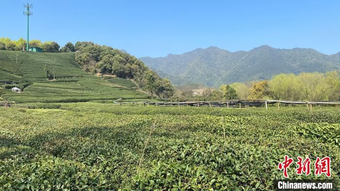 西湖龙井茶园(资料图)。　钱晨菲 摄