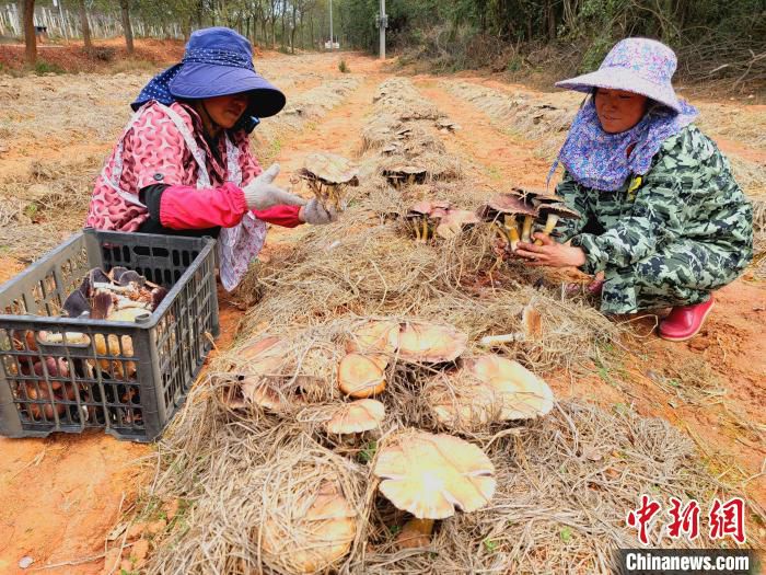 南昌市安义县乔乐乡金果小镇的农户正在采收大球盖菇。　记者 华山　摄