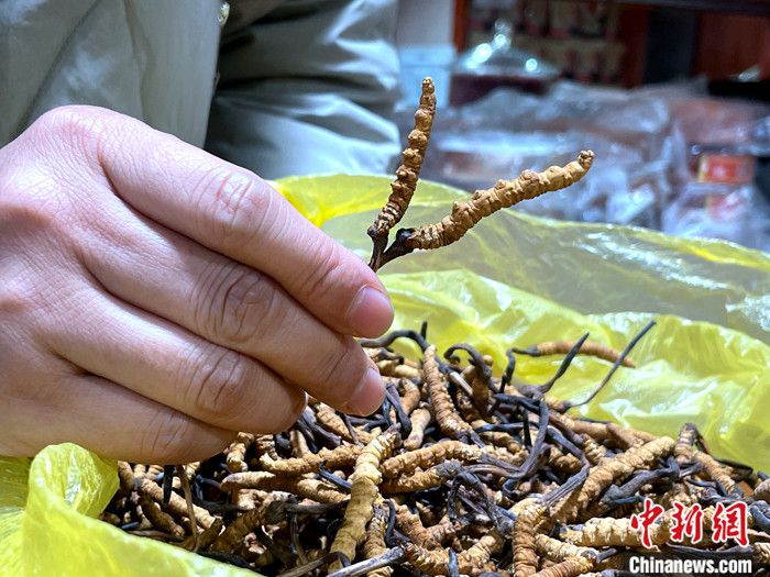 图为中上等冬虫夏草。 中新社记者 孙睿 摄