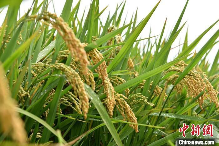 资料图：大沙河畔首次种植的新型水稻。　朱志庚 摄